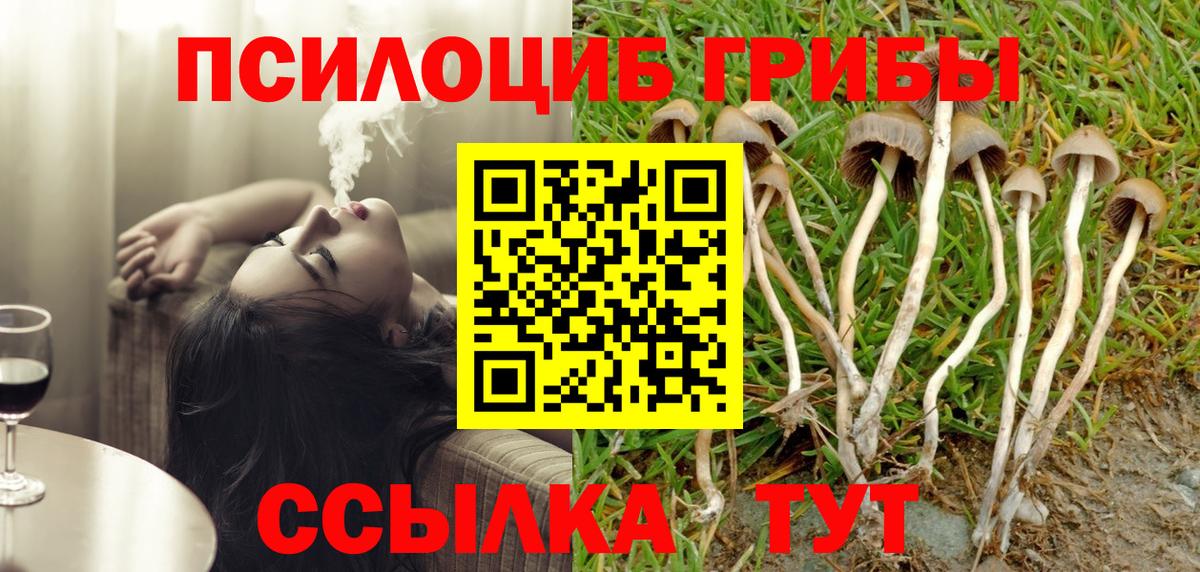 Псилоцибиновые грибы Psilocybe Новочеркасск
